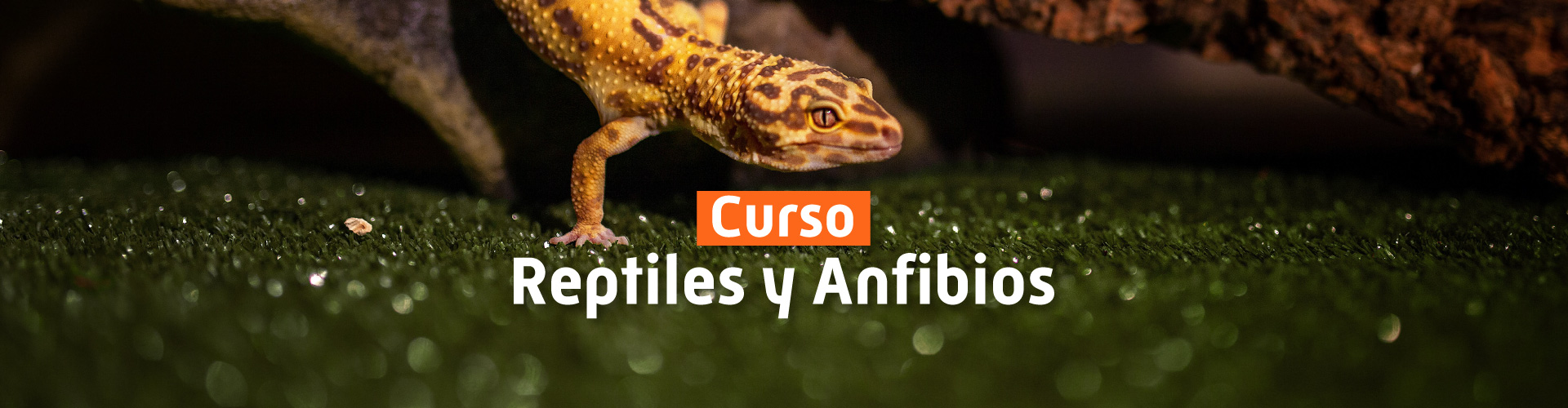 Curso de Reptiles y Anfibios