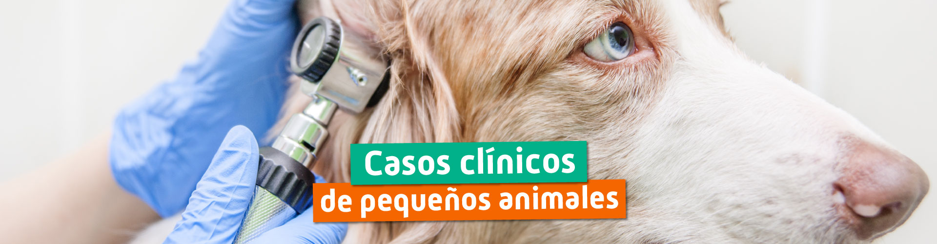 Casos clínicos de pequeños animales