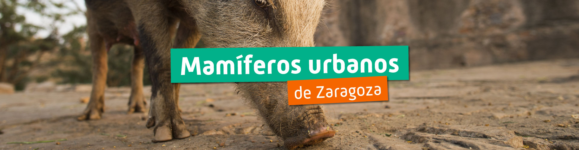 Mamíferos urbanos de Zaragoza