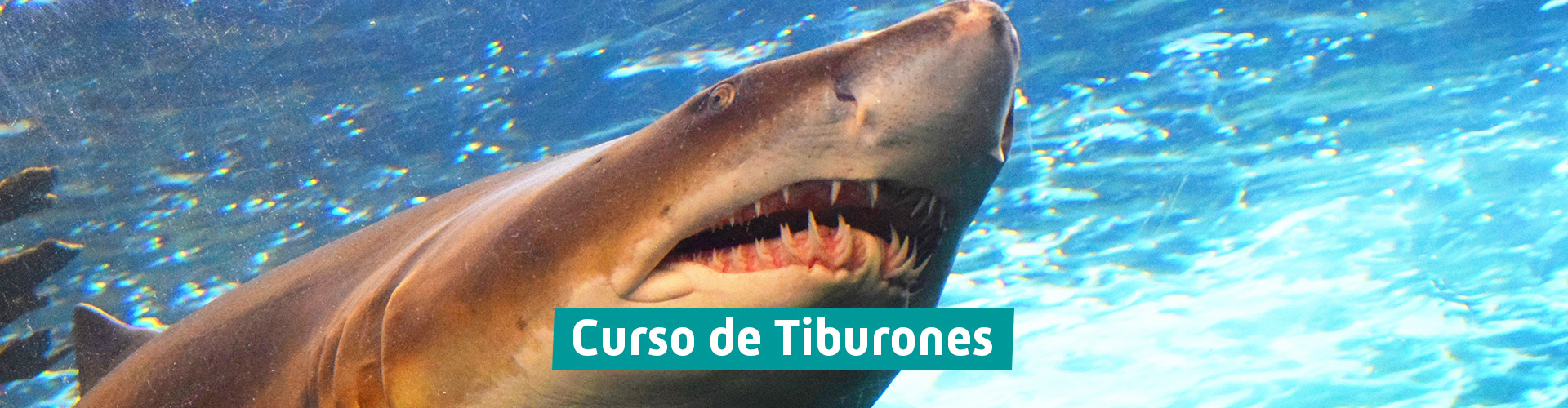 Curso Tiburones