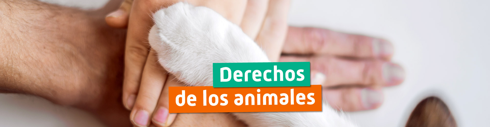 Derechos animales españa