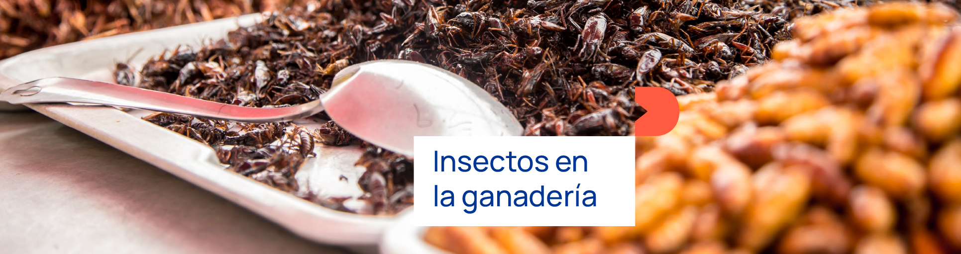 Insectos en la ganadería. El futuro de la alimentación