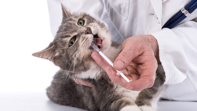 Fiebre Animal, pasión por los animales Fiebre Animal, pasión por los animales