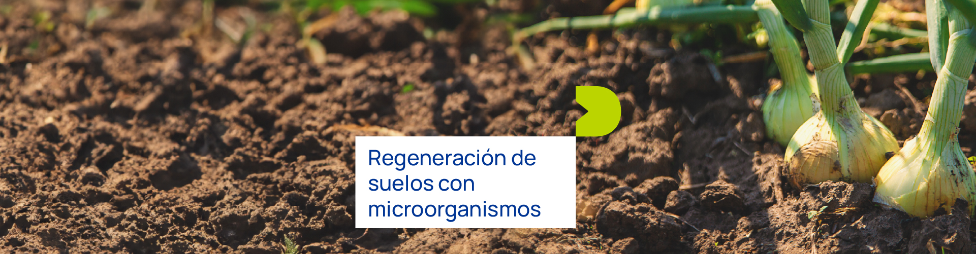 Regeneración de suelos con microorganismos