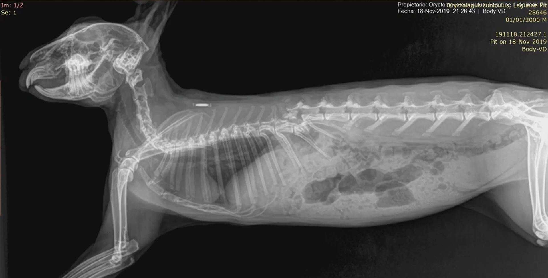 Animales exóticos veterinaria