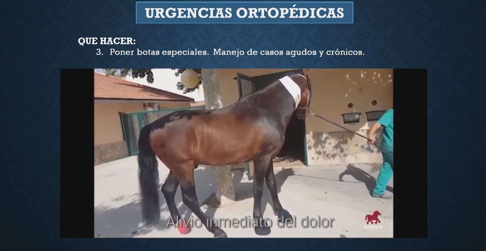 Urgencias clínica equina