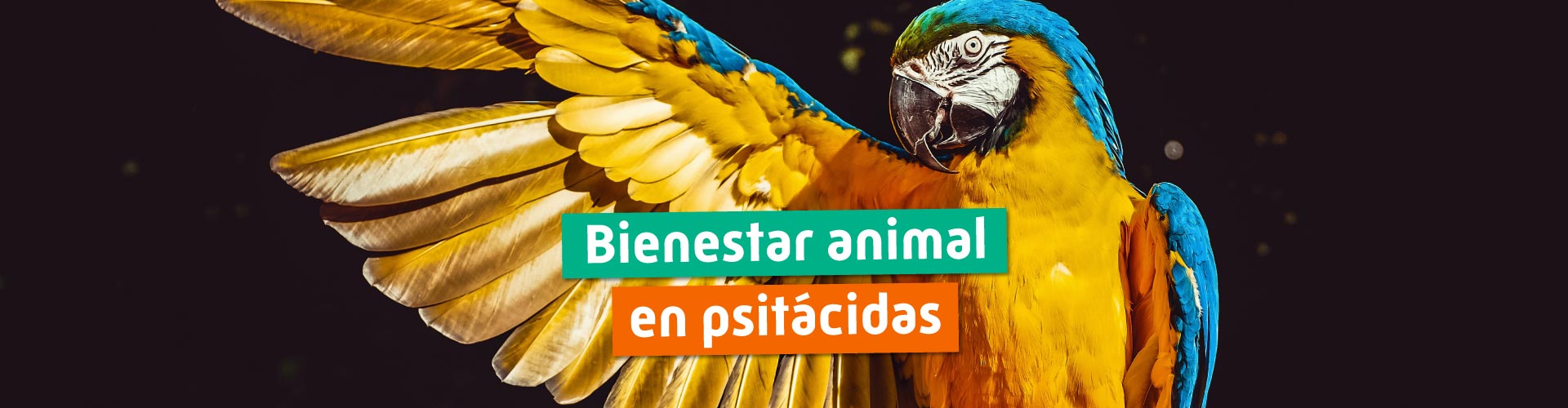 Bienestar animal en psitácidas