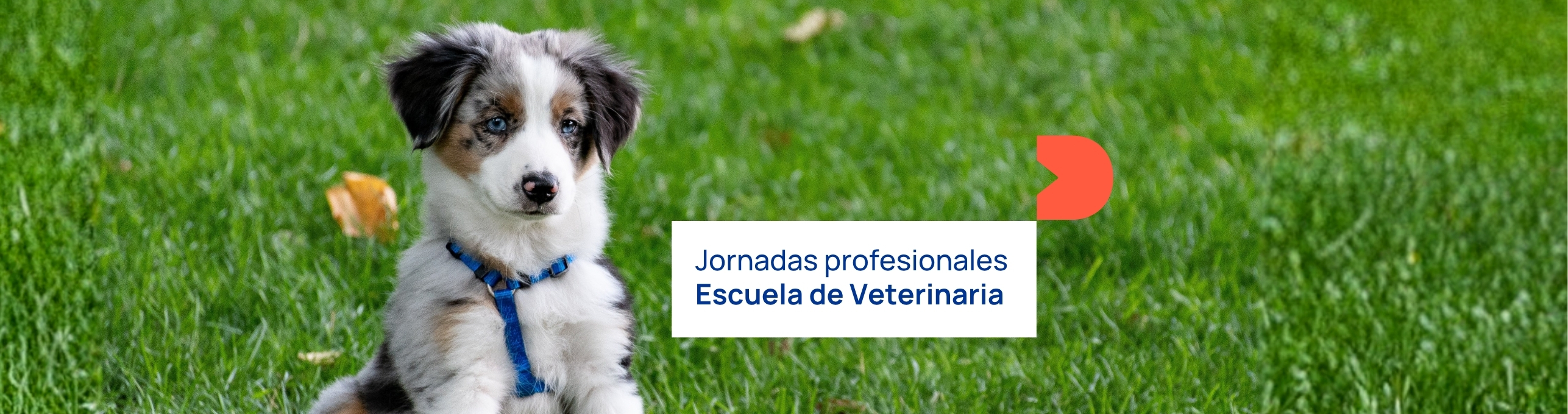 Jornadas Profesionales Escuela de Veterinaria