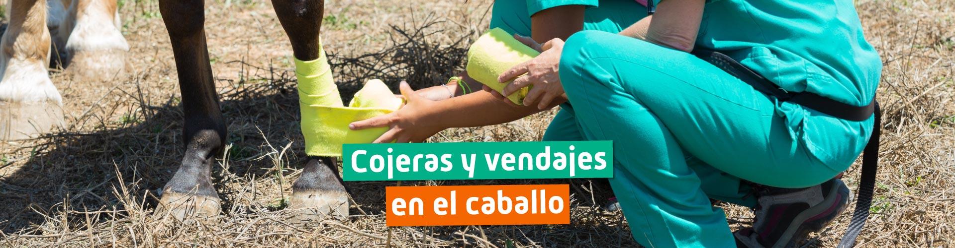 Cojeras y vendajes caballos