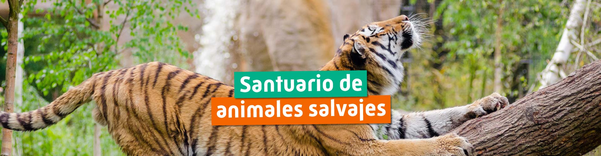 animales salvajes